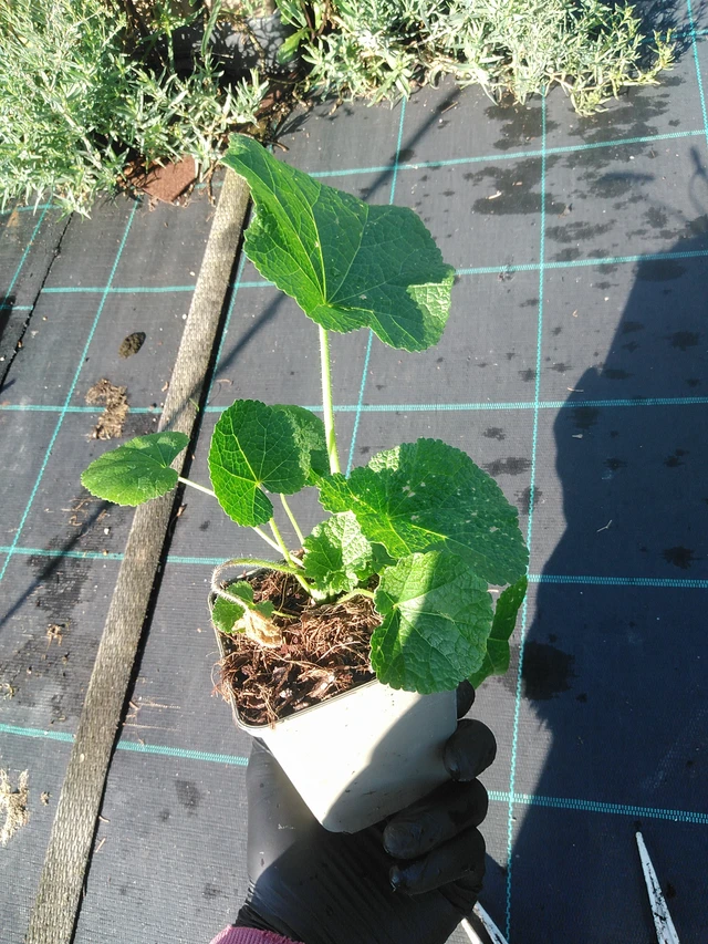 Malva Spotlight Polarstar - 1. 9. 2025