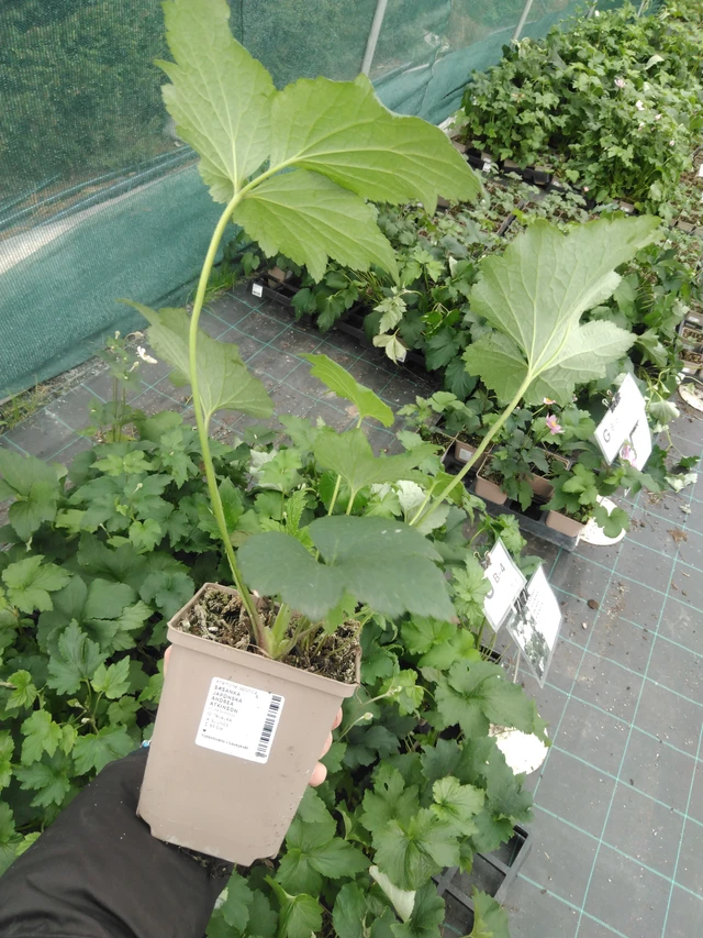 Sasanka japonská Andrea Atkinson - 2024