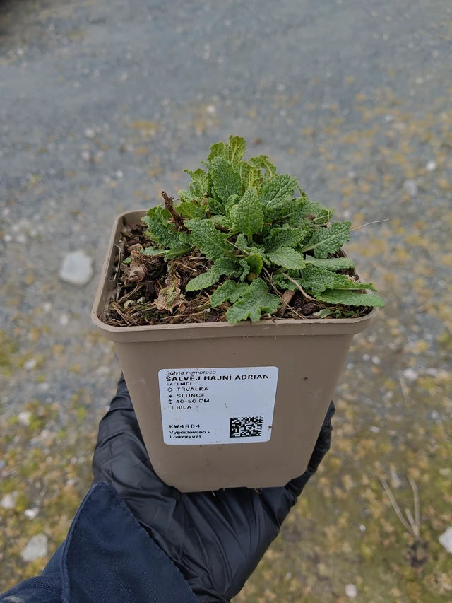 Šalvěj hajní Adrian - 31. 3. 2026