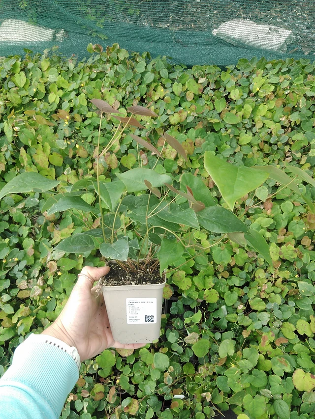 Epimedium Pretty in Pink - 9. 6. 2025