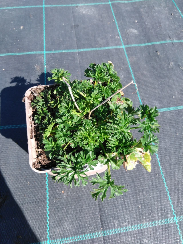 Myskihaukko Appleblossom - 3. 4. 2025