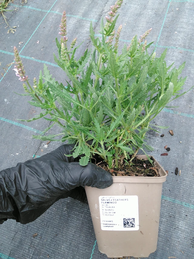 Salvia Feathers Flamingo - 10. 9. 2025