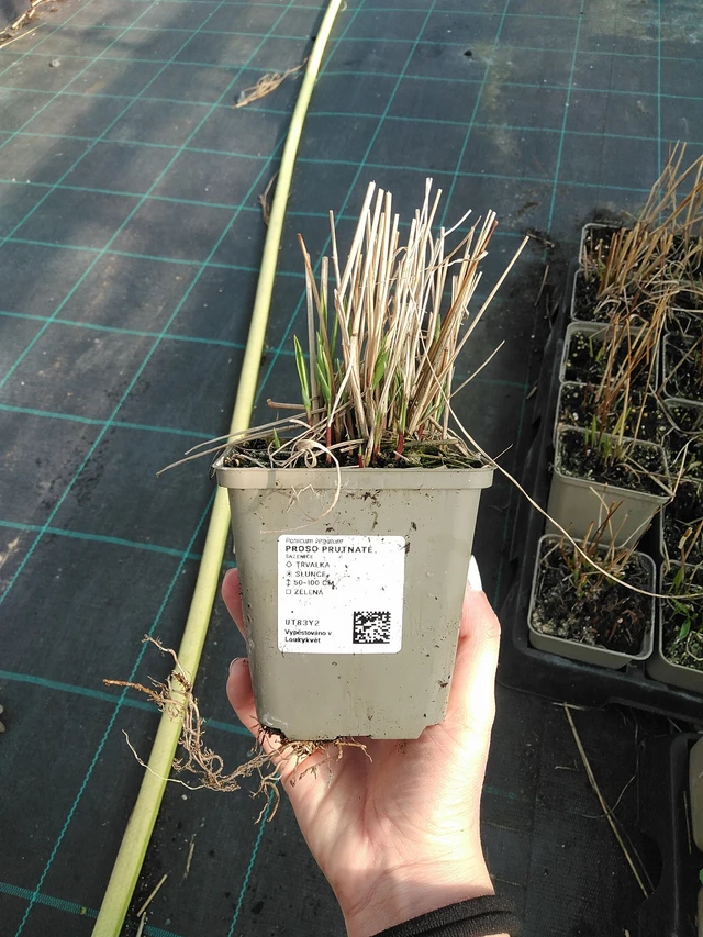 Vesszős köles - 7. 4. 2026