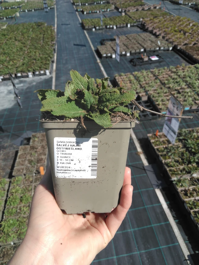 Šalvěj hajní Ostfriesland - 3. 4. 2025