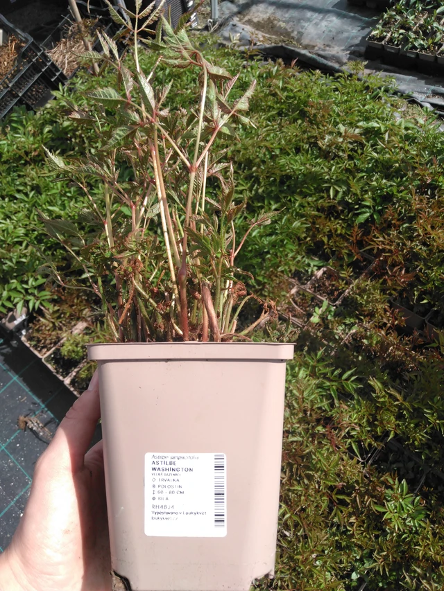 Astilbe Washington - 2024