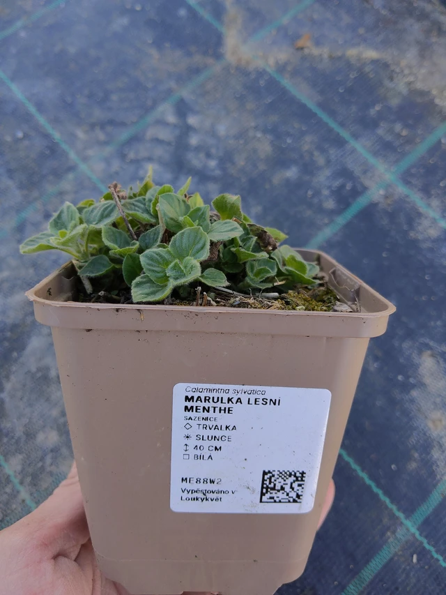 Hegyi pereszlény Menthe - 27. 3. 2026