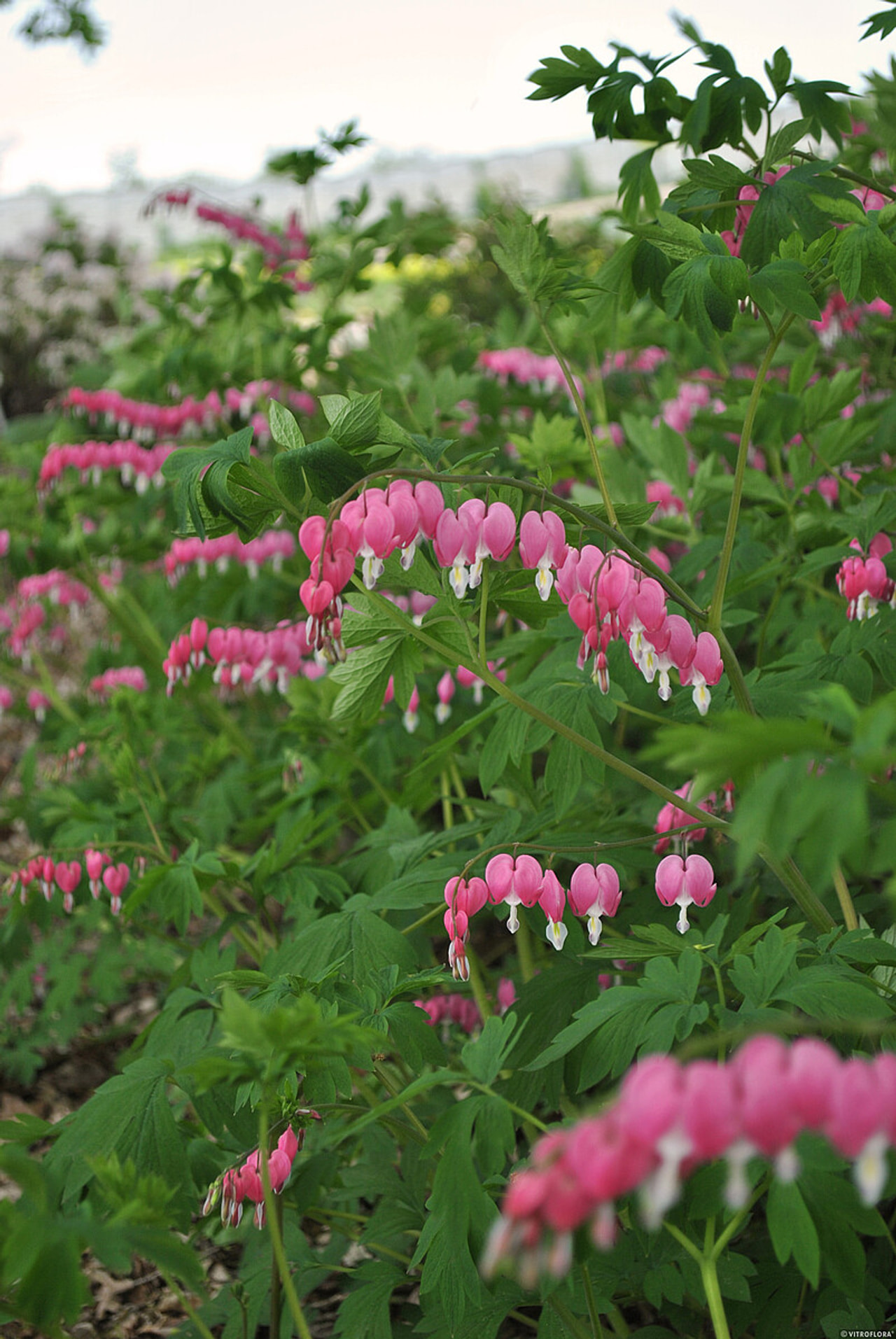 Srdcovka, Loukykvět