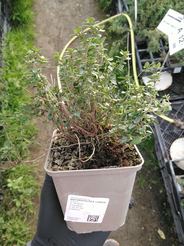 Mateřídouška Lemon - 31. 10. 2025