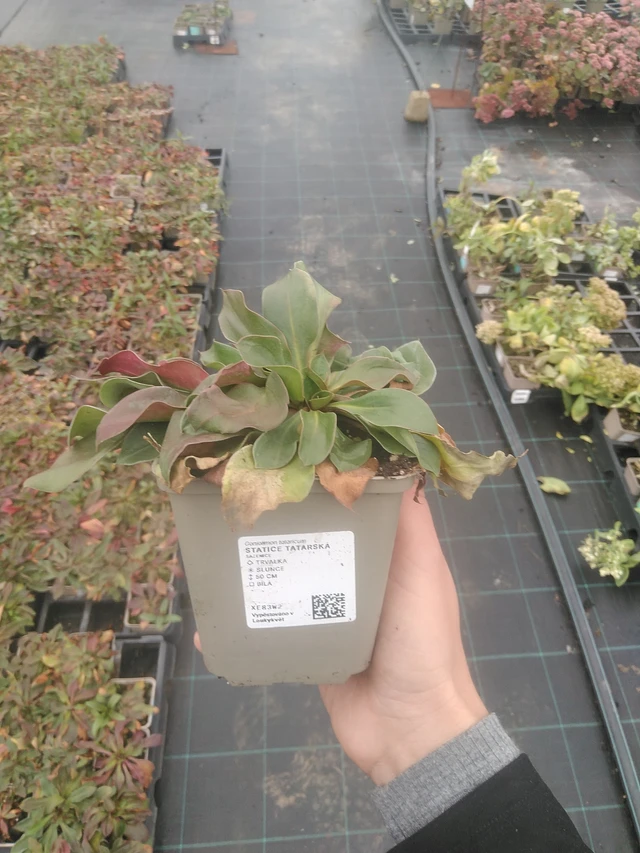 Statice tatarská - 10. 10. 2025