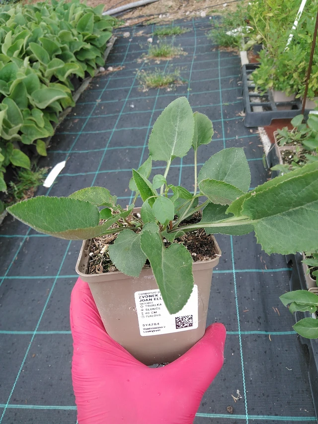 Karpaattienkello Joan Elliott - 7. 7. 2025