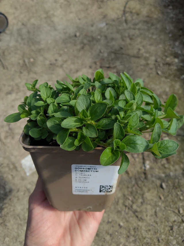 Dobromysl Compactum - 27. 3. 2026