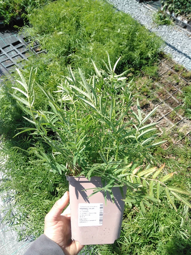 Krvavec Alba - 13. 5. 2025