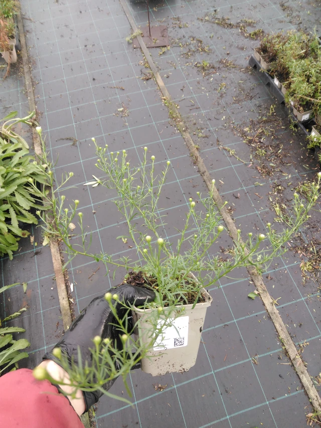 Astra pýřitá - 23. 10. 2025