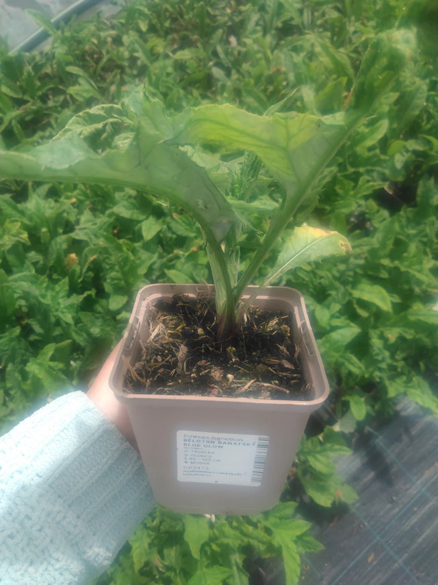 Pallo-ohdake banátský Blue Glow - 2024