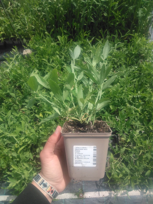 Hajuherne Red Pearl - 2024