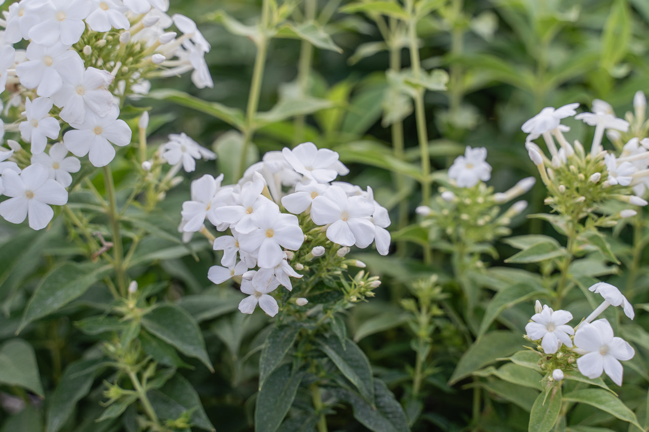 Lángvirág White Clouds, Loukykvět