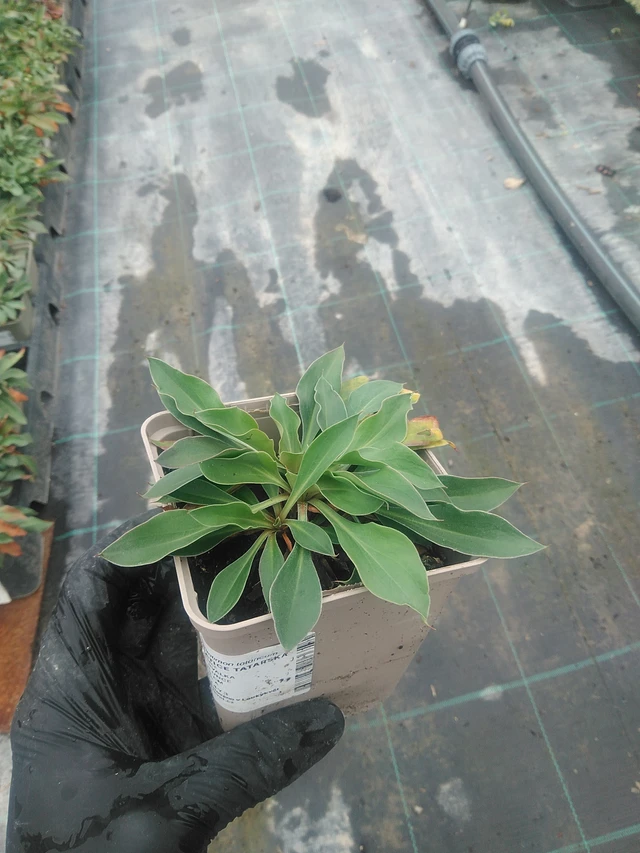 Statice tatarská - 10. 9. 2025