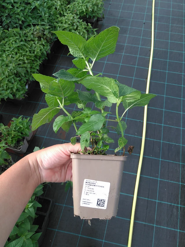 Monarda Schneewittchen - 11. 7. 2025