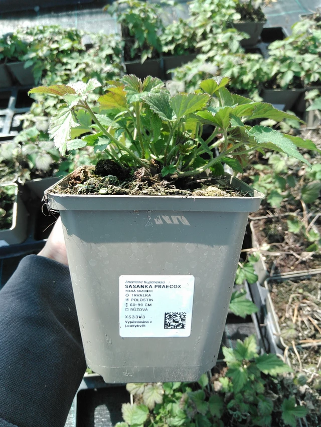 Sasanka Praecox - 13. 5. 2025