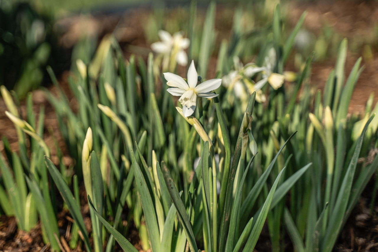 Narcis Thalia, Loukykvět