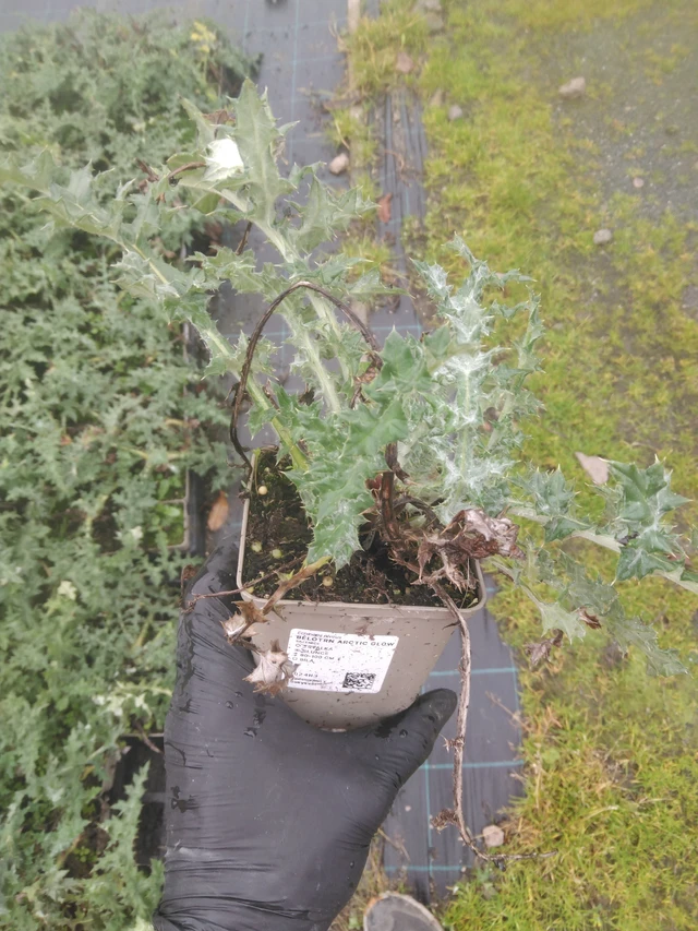 Sinipallo-ohdake Arctic Glow - 23. 10. 2025