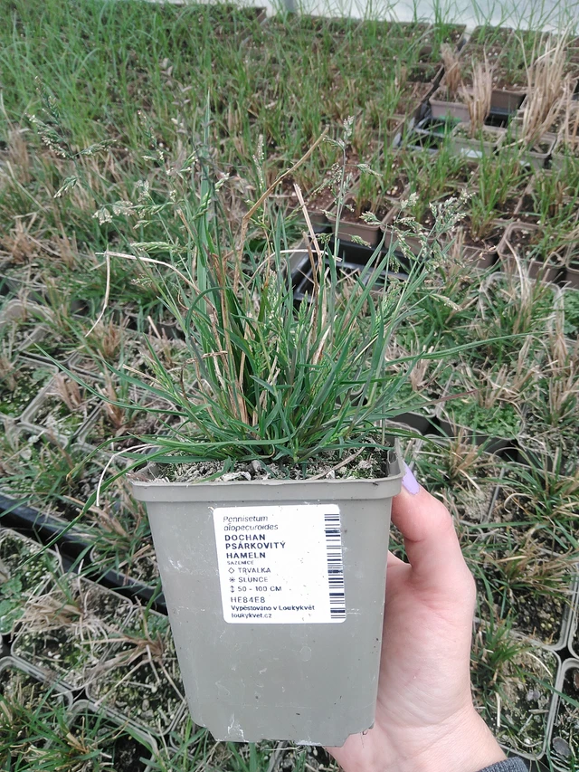 Dochan psárkovitý Hameln - 9. 6. 2025