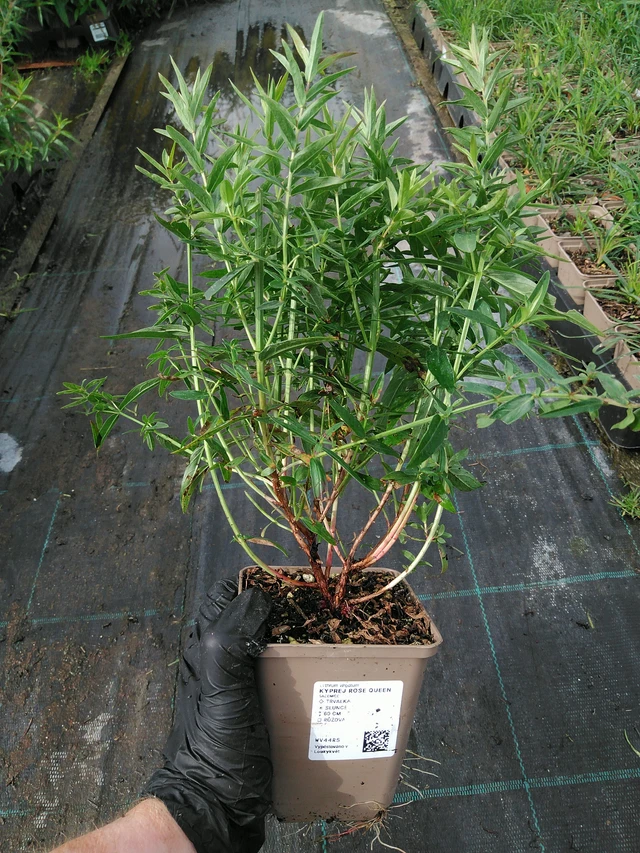 Kyprej Rose Queen - 10. 9. 2025