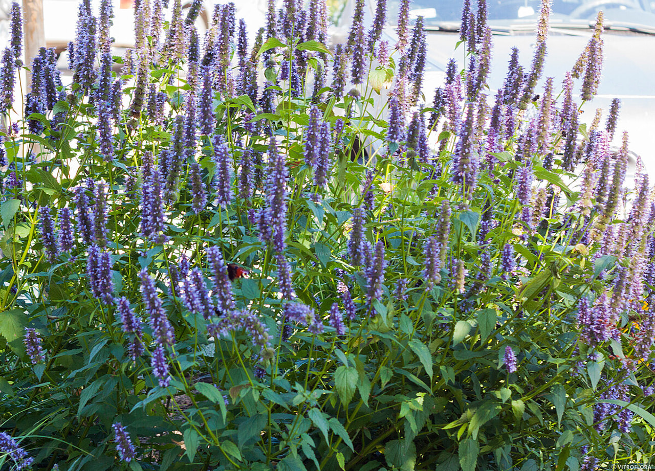Agastache Black Adder, Loukykvět