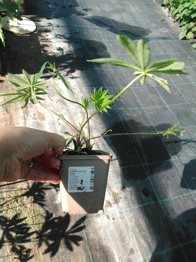 Altramuz Gallery Pink - 19. 8. 2025