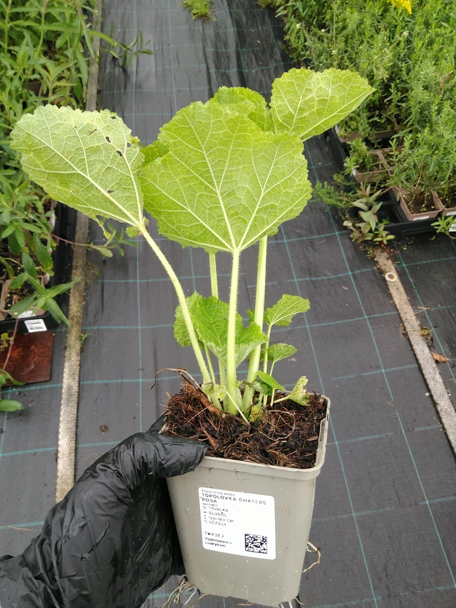 Malva Chaters Rosa - 10. 9. 2025