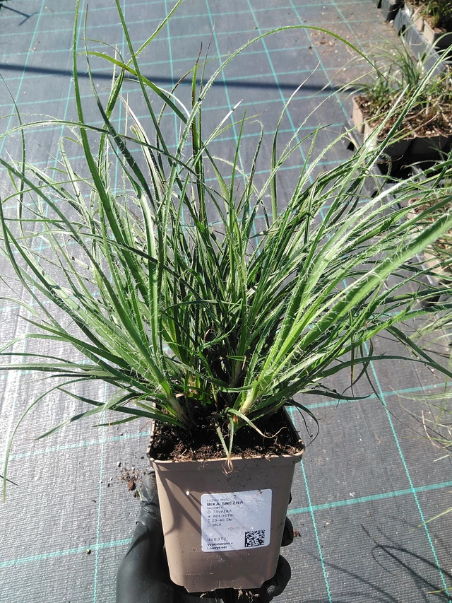 Witte veldbies - 19. 8. 2025