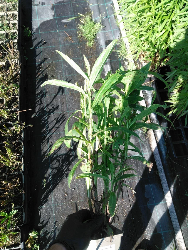 Sneezeweed Helena Red Shades - 19. 8. 2025