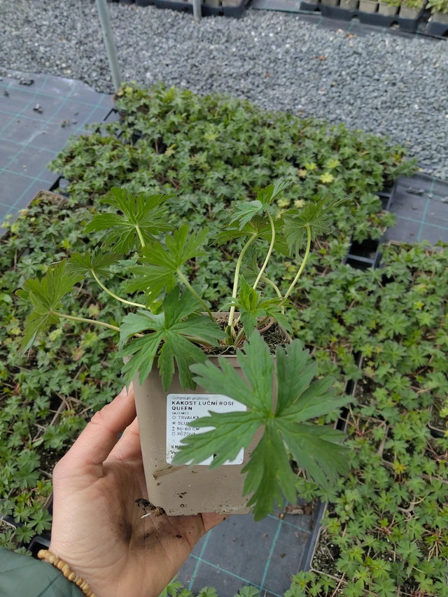 Kakost luční Rose Queen - 21. 4. 2026