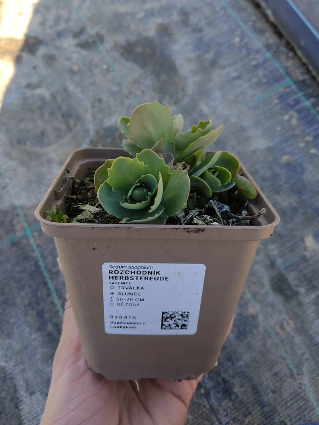 Rozchodník Herbstfreude - 27. 3. 2026