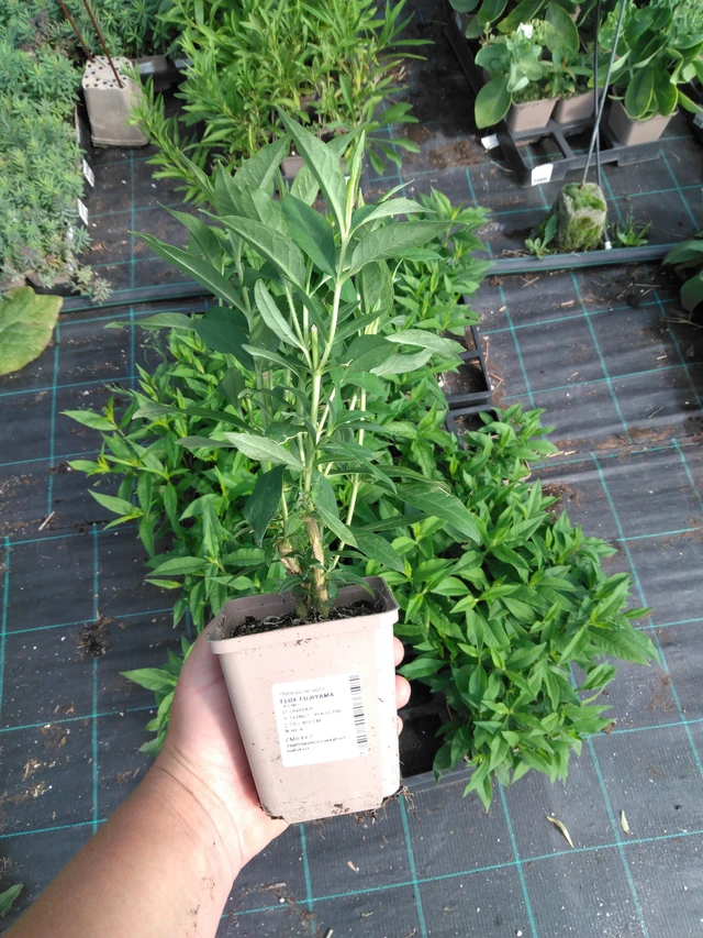 Phlox Fujiyama - 2024