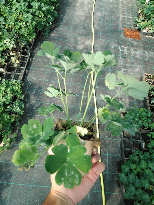 Columbine Blue Barlow - 19. 8. 2025