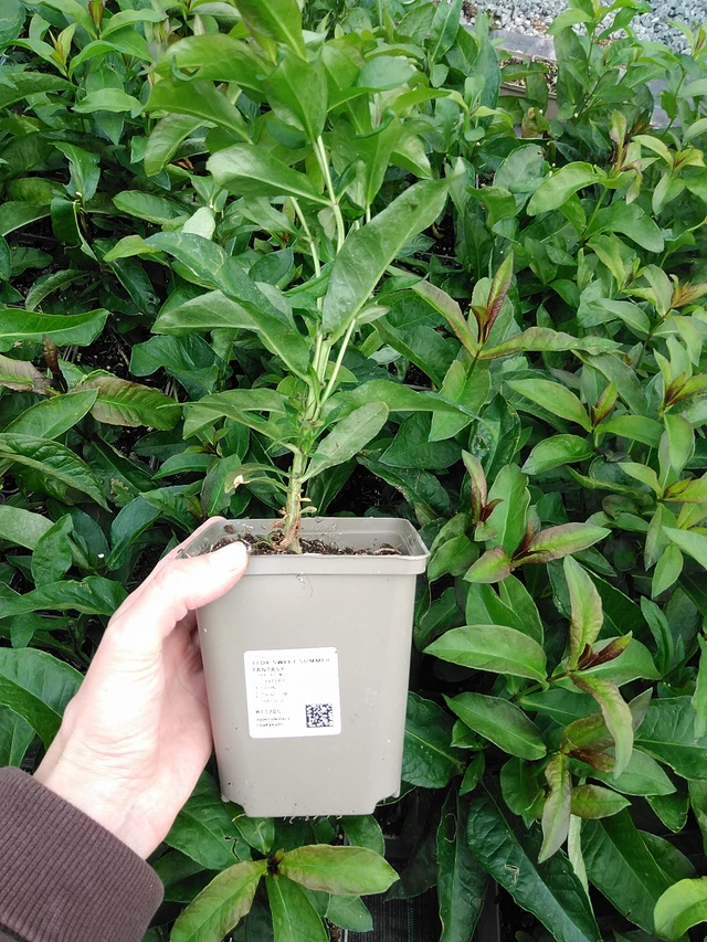 Flox Sweet Summer Fantasy - 9. 6. 2025