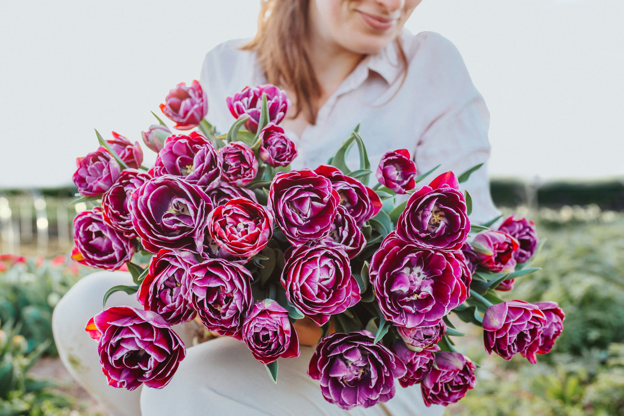 Tulipán Dream Touch, Loukykvět