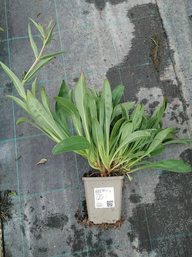 Flor de dragón Twizzle Purple - 10. 9. 2025