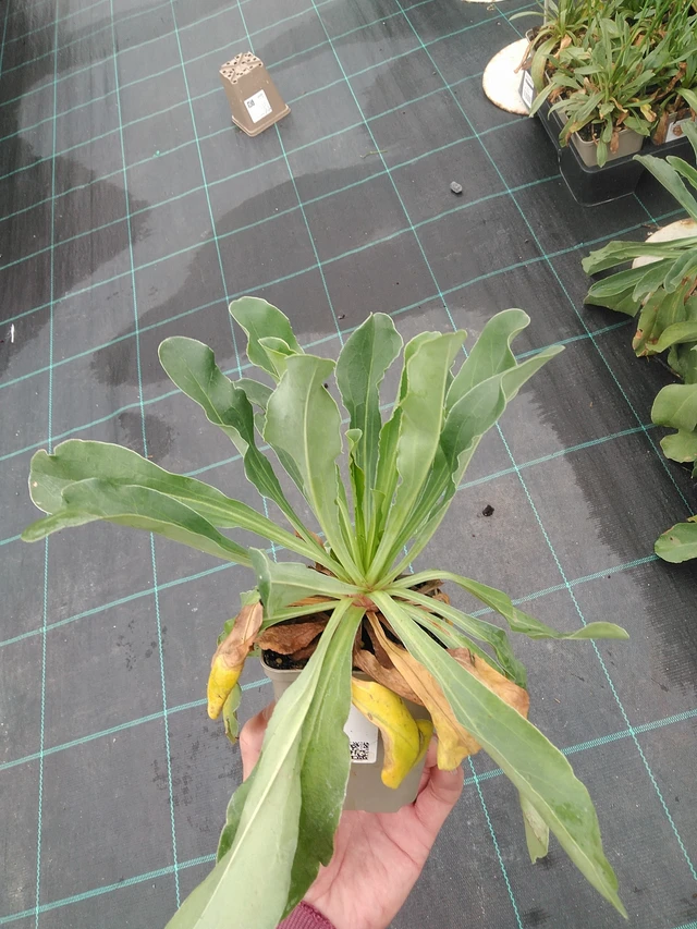 Statice Bright Diamond - 7. 7. 2025