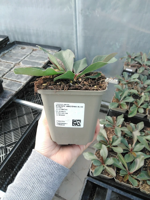 Statice Arizona Blue - 15. 5. 2025