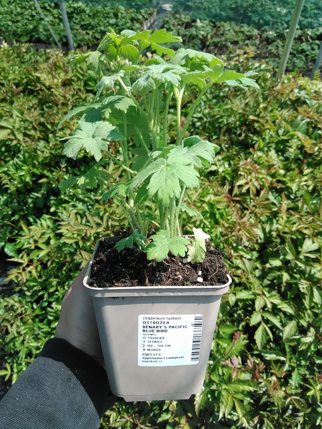 Ostrožka Benary’s Pacific Blue Bird - 13. 5. 2025