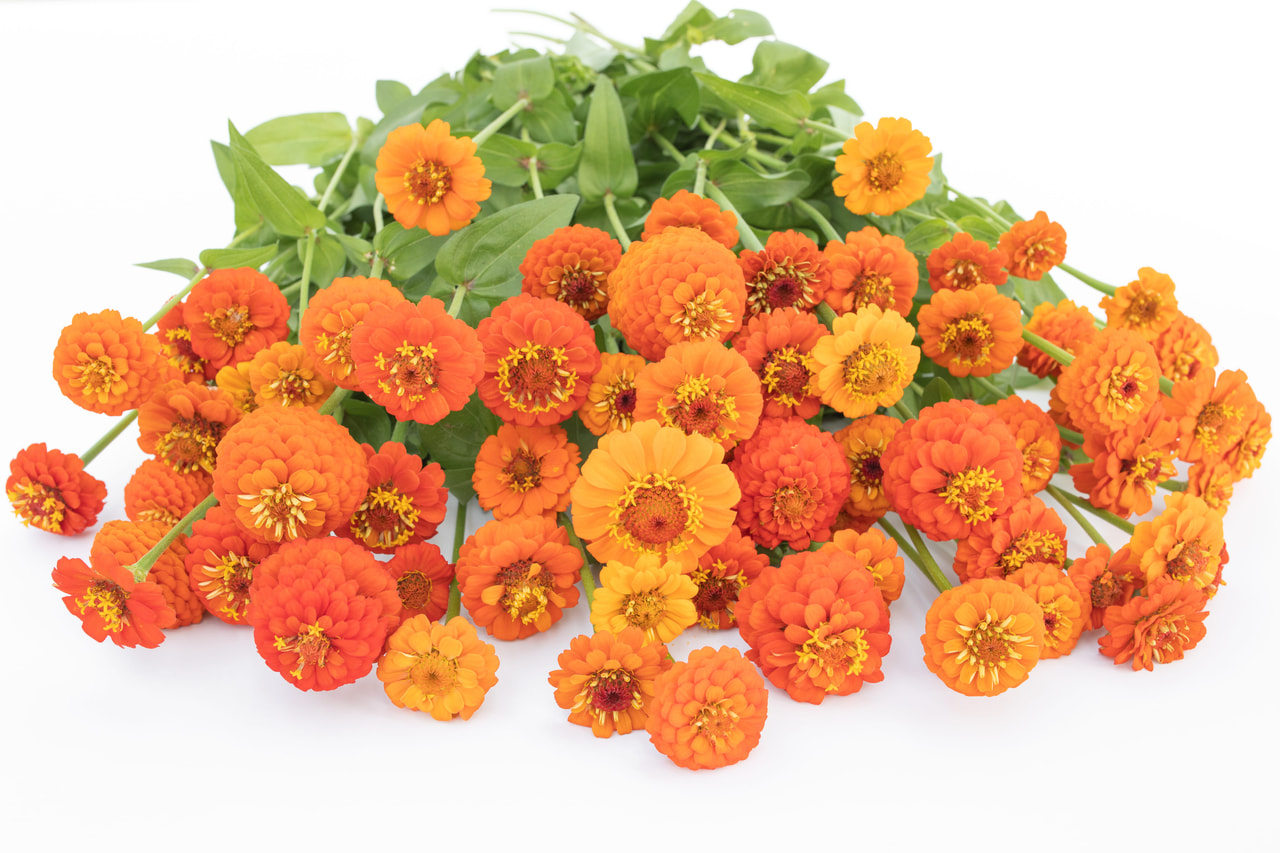 Cínie Lilliput Orange, Loukykvět