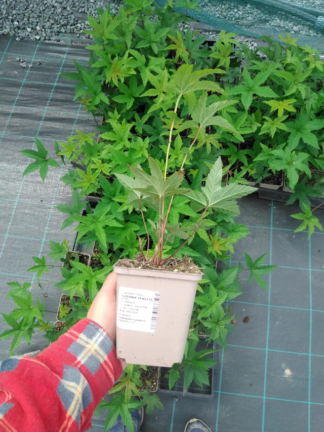 Angervo Venusta - 2024