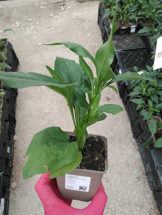Echinacea SunSeekers Blush - 29. 7. 2025