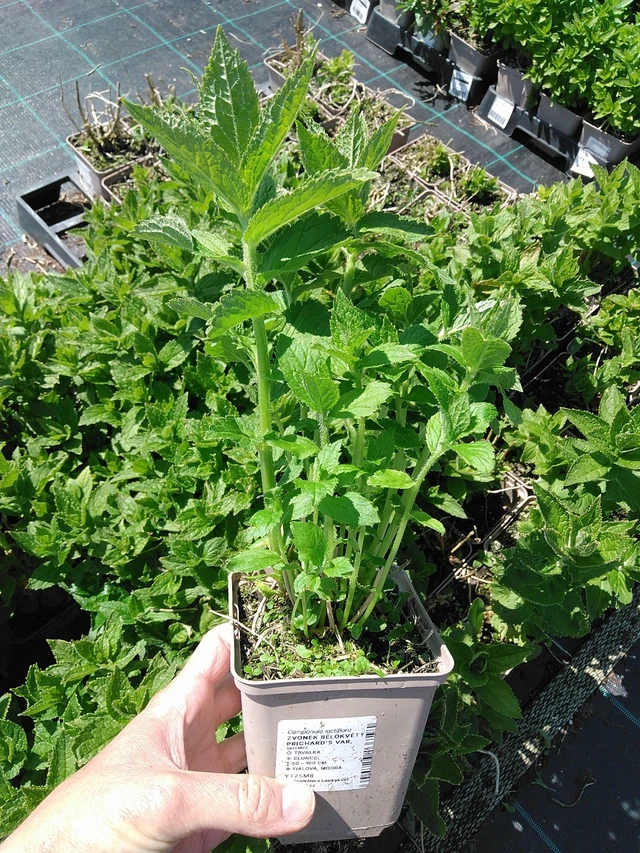 Kellokukka Prichard's Var. - 13. 5. 2025