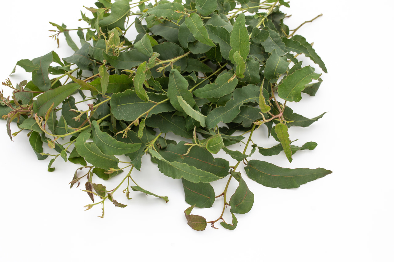 Eukalyptus citrónový, Loukykvět