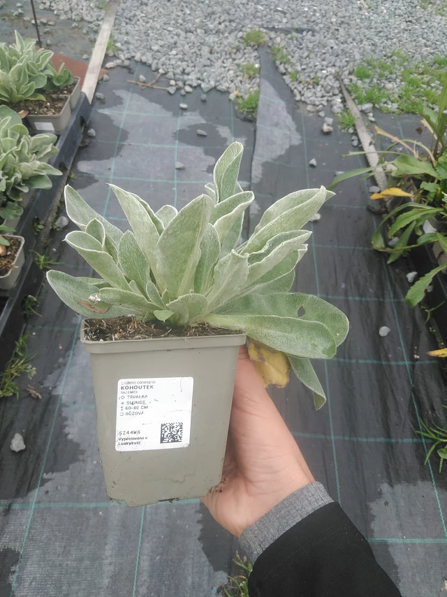 Campion - 10. 10. 2025