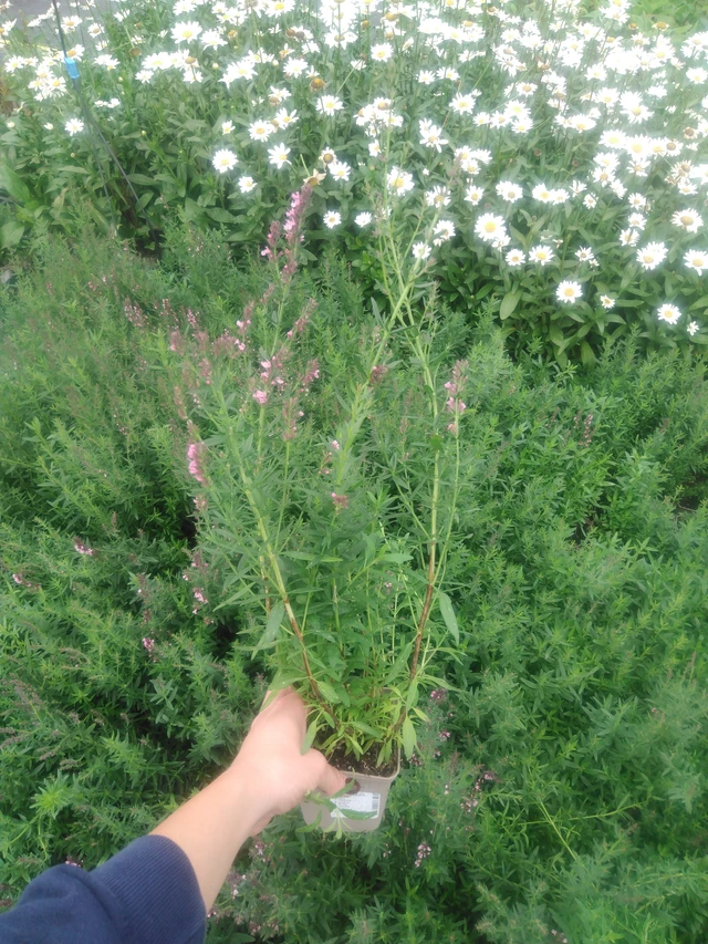 Hisopo officinal Roseus - 2024