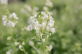 Jirnice White Pearl, Loukykvět